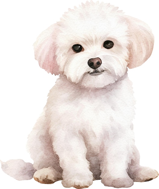 Bichon frise dog sitting watercolor