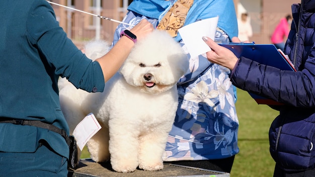 The Bichon Frise is examined by specialists during the show according to the breed standard.