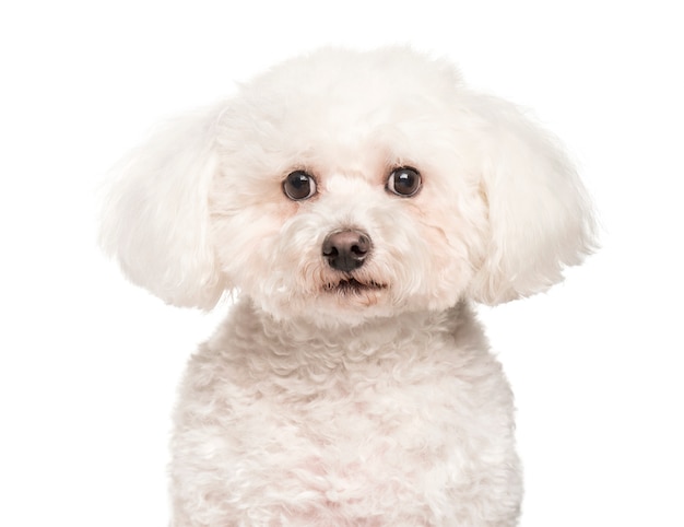 Bichon frise looking at camera against white background