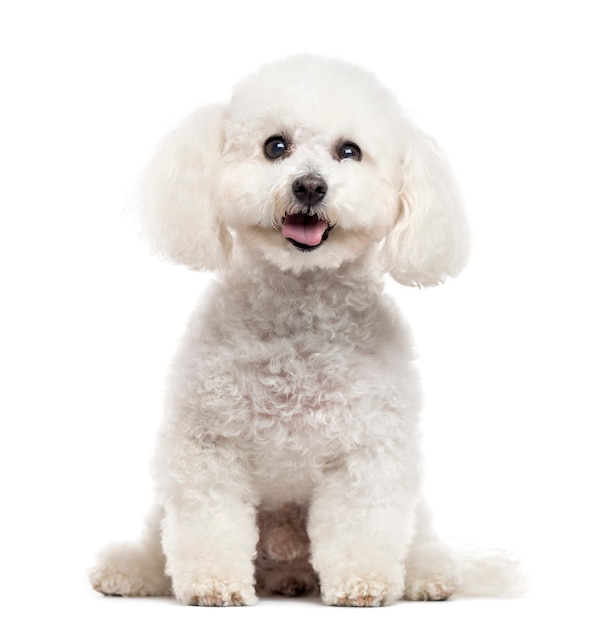 Bichon Frise looking at the camera and sticking the tongue out isolated on white