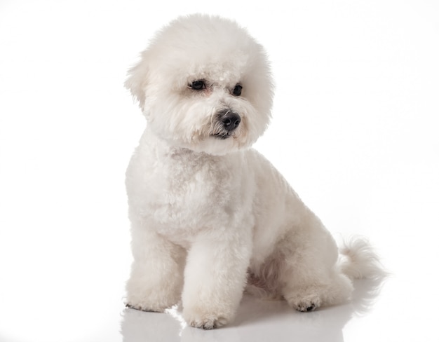 Bichon Frise puppy on a white background