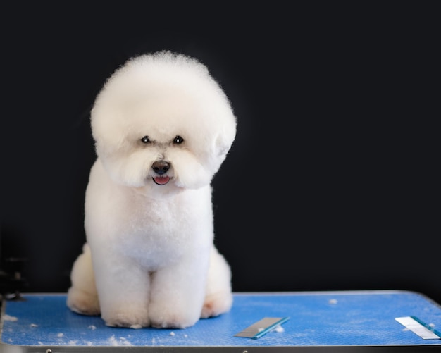 Bichon frise sits on a grooming table in on a black background