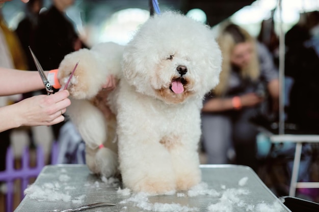 Bichon frise stands calmly on a grooming table during a haircut in a dog salon