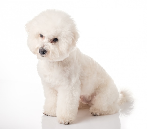 Bichon isolated on a white background