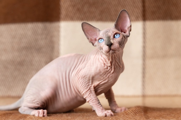 Bicolor blue eyed Sphynx male kitten sitting at wool plaid brown and beige blanket looking away