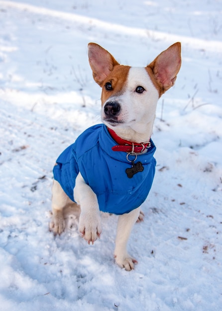 Bicolor Jack Russell Terrier sitting on the snow outside in a blue vest and red collar with a pendant in the form of a black bone ,he looks on the side with one paw raised