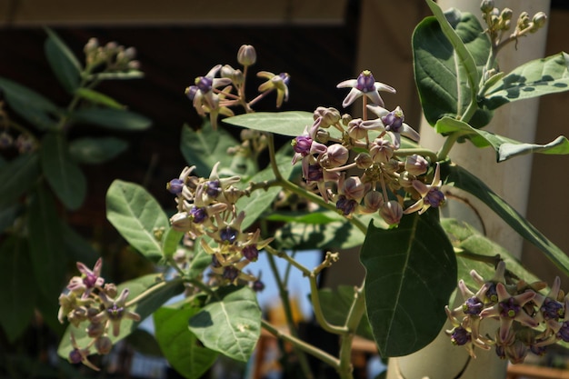 Photo the biduri or thistle flower calotropis gigantea is blooming with a close up view