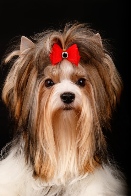 Biewer Yorkshire Terrier on black background