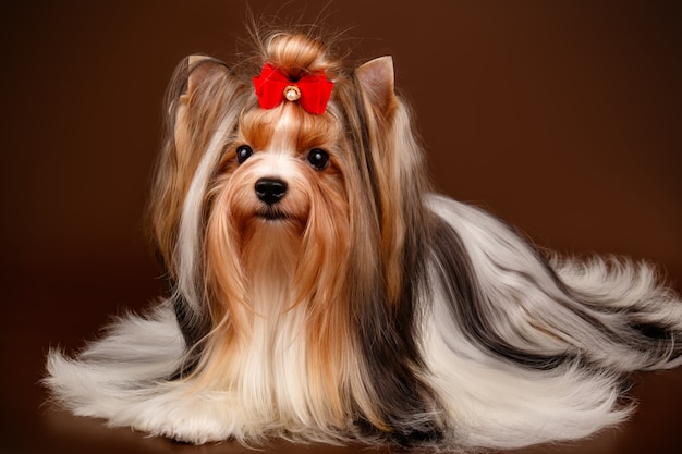 Biewer Yorkshire Terrier on brown background