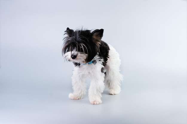 Biewer Yorkshire Terrier puppy standing and looking timidly at the camera