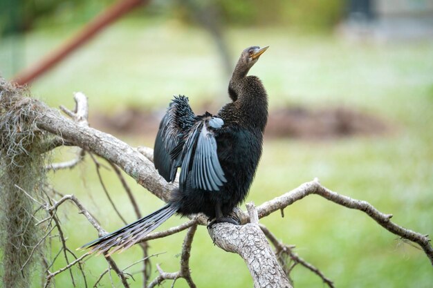 A big anhinga bird resting on tree branch in Florida wetlands