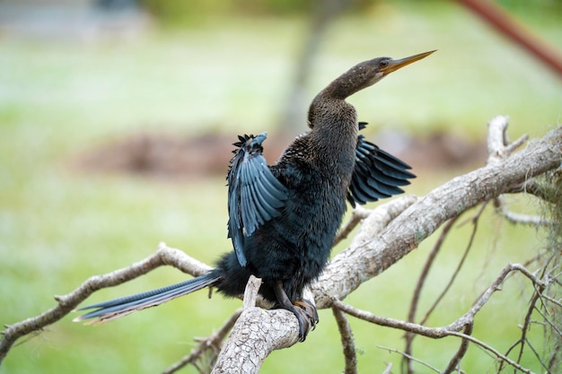 A big anhinga bird resting on tree branch in Florida wetlands