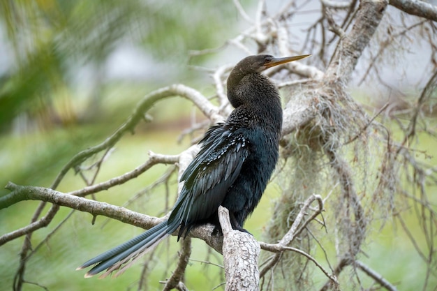 A big anhinga bird resting on tree branch in Florida wetlands