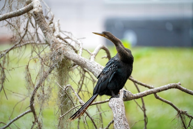 A big anhinga bird resting on tree branch in Florida wetlands