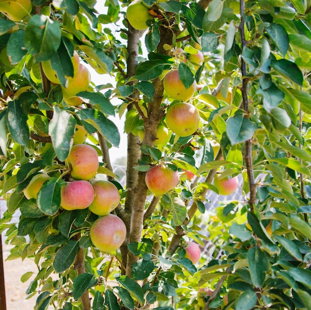 Big apples on trees in the orchard Autumn seasonal harvest red ripe apples on a branch in the garden Organic farming gardening