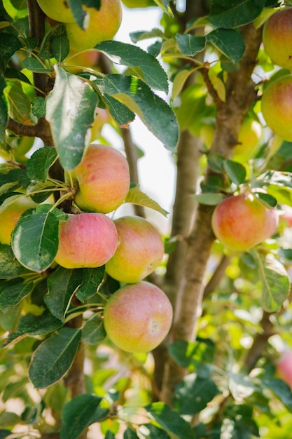 Big apples on trees in the orchard Autumn seasonal harvest red ripe apples on a branch in the garden Organic farming gardening