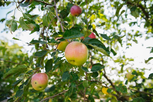 Big apples on trees in the orchard Autumn seasonal harvest red ripe apples on a branch in the garden Organic farming gardening