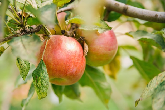 Big apples on trees in the orchard Autumn seasonal harvest red ripe apples on a branch in the garden Organic farming gardening