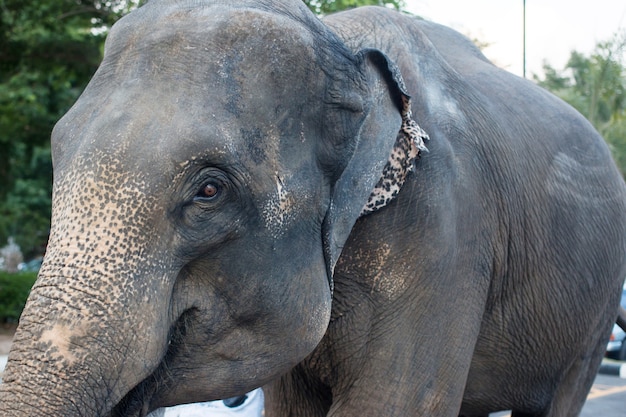 big asian elephants