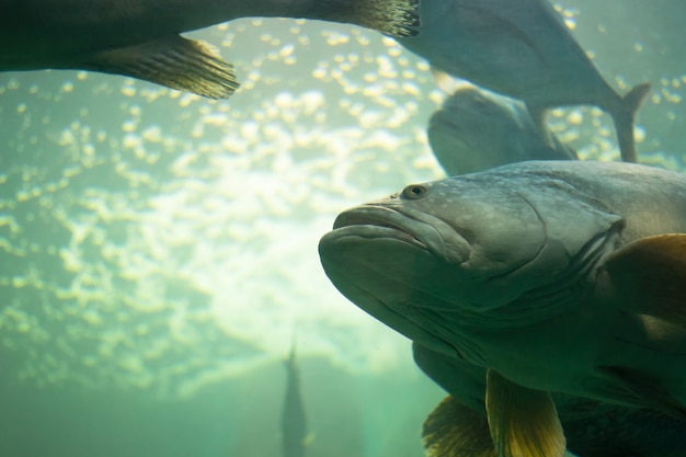 Photo big atlantic fish with underwater life. polyprion americanus, wreckfish