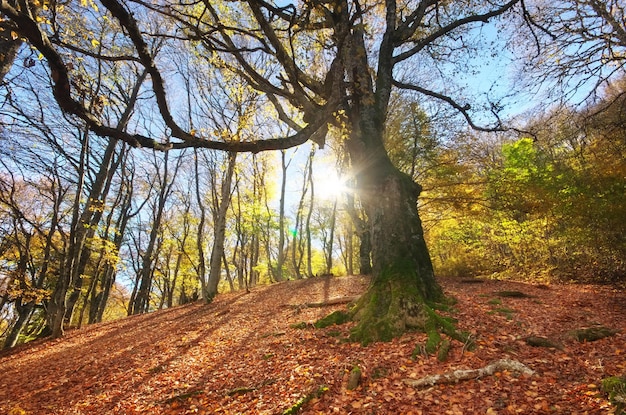 Under big autumn tree