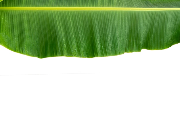 Big banana leaf, draped over, top of image, bottom is copy space and white background.