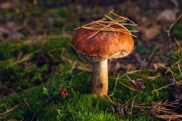 Big beautiful boletus mushroom on a forest glade in autumn