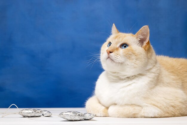 A big beautiful cat lies and looks up next to a toy a blue background