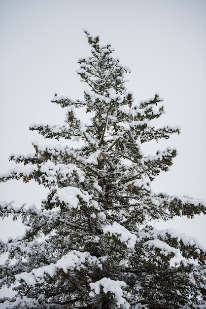 Big beautiful Christmas tree with snow in forest