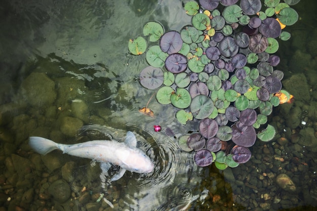 Big beautiful fish swim in a pond with water lilies a quiet beautiful place to relax