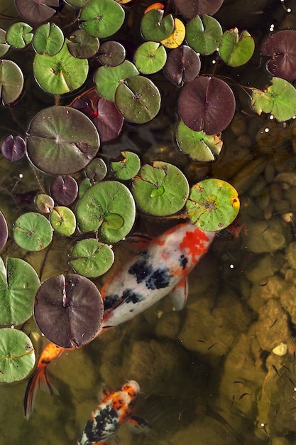 Big beautiful fish swim in a pond with water lilies, a quiet beautiful place to relax