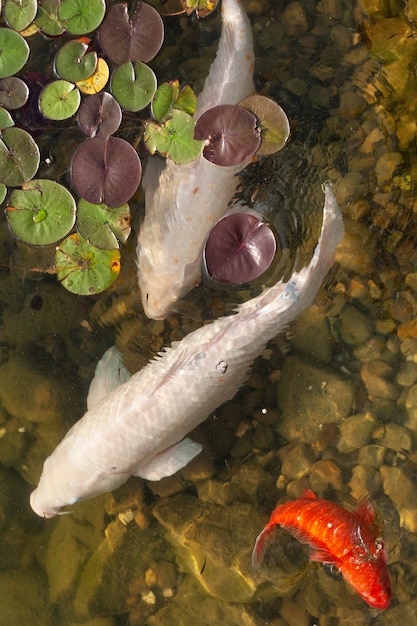 Big beautiful fish swim in a pond with water lilies, a quiet beautiful place to relax