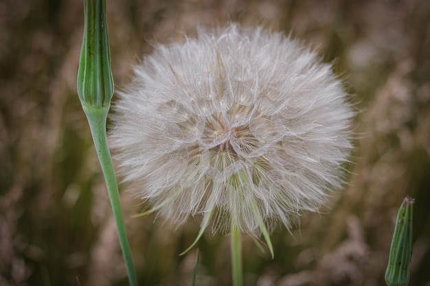 Big beautiful and fluffy dandelion. Closed Bud of a dandelion. Dandelion white flowers in green