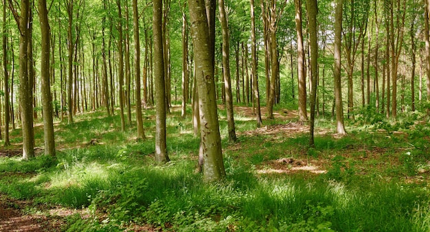 Big beautiful and green forest with large trees in a natural landscape on a spring day Outdoor view of grass and plant life in nature Light shining through tree leaves in a relaxing park outside