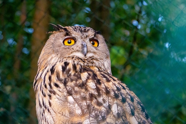 Big beautiful owl on a branch close-up