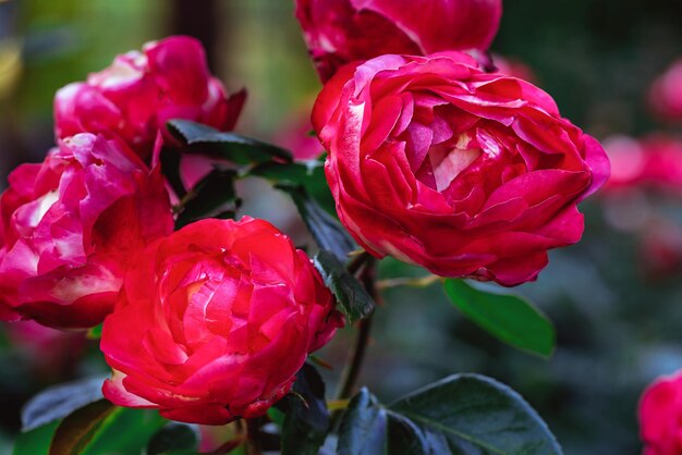 Big beautiful the red blossoming roses closeup and a flower bush