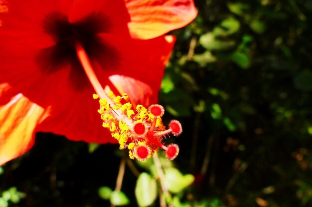 Big beautiful red flower macro in Israel