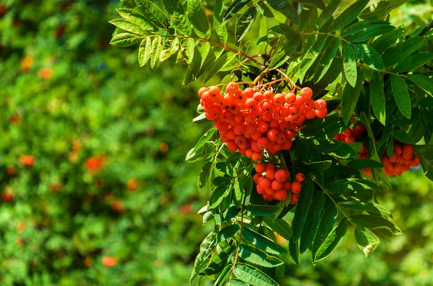 Big beautiful red  rowan on a green branch