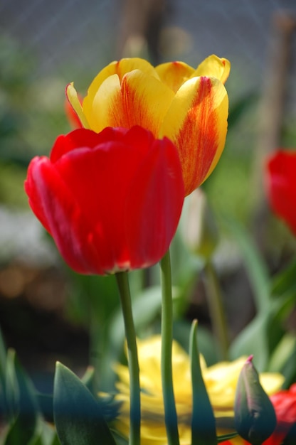 Big beautiful red tulip grows in the garden