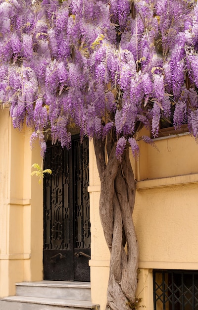 Big beautiful violet glucinumwistaria tree covering building Rareunusual plant outdoors in street