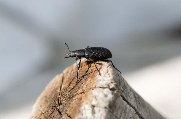 Big beetle pest grinder sitting on a wooden log in the garden