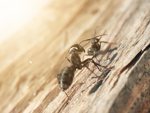 Big black ant crawling on a tree macroshoot insects