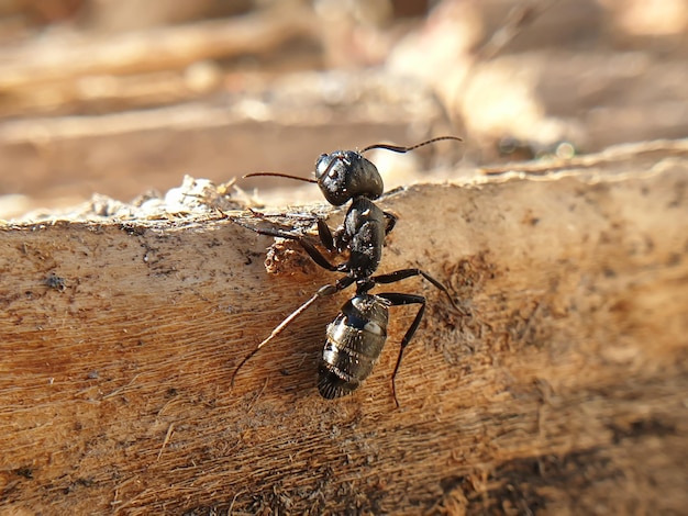 Big black ant crawling on a tree macroshoot insects