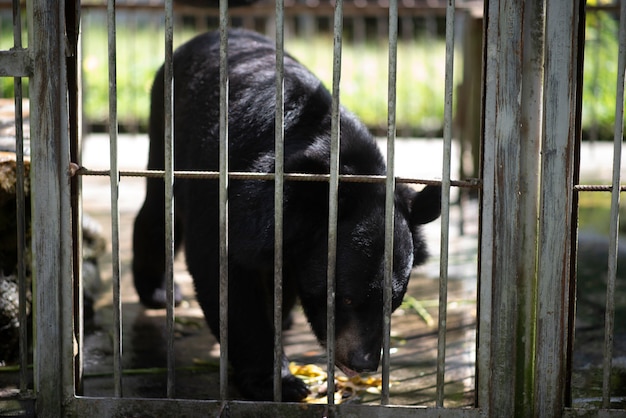 Big black bear is trapped in a steel cage.