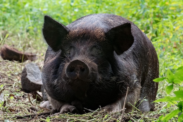 Big black boar portrait while looking at you