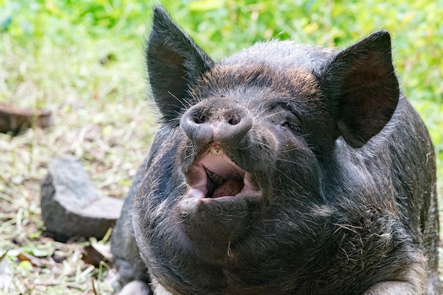 Big black boar portrait while looking at you