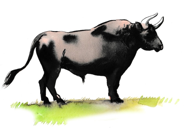 Big black bull. Ink and watercolor drawing