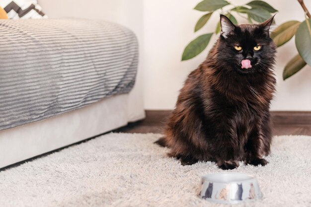 Big black cat licks his lips after eating