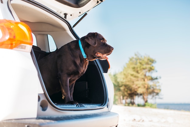 Big black dog in car