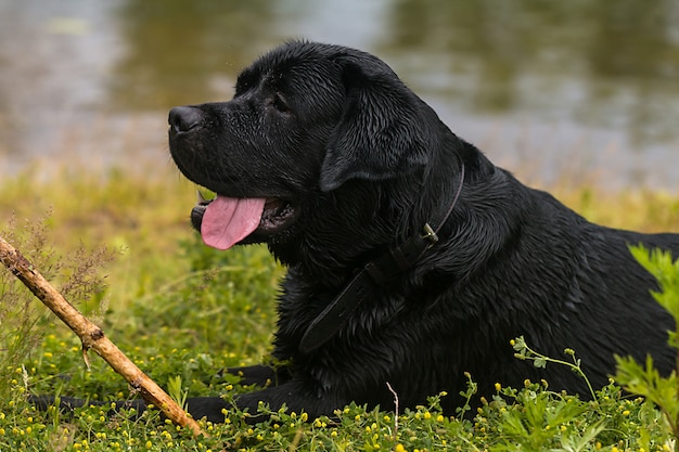 Big black dog labrador